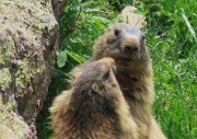 75 Marmotte sulla porta di casa...